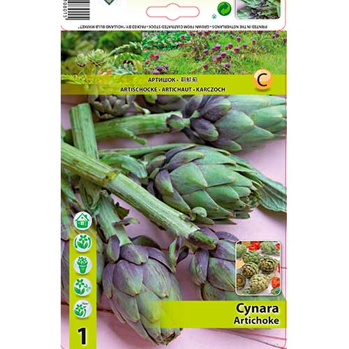 Artišokk (Cynara) interface.art foto 1 Artišokk (Cynara) interface.image 1 interface.art 70502