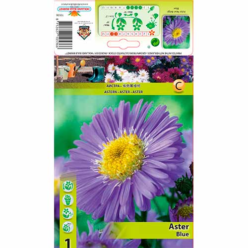 Aster Novi-Belgii Blue interface.art foto 1 Aster Novi-Belgii Blue interface.image 1 interface.art 76174