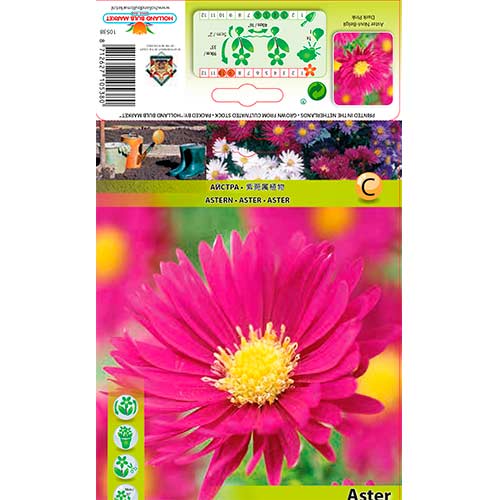 Aster Novi-Belgii Dark Pink interface.art foto 1 Aster Novi-Belgii Dark Pink interface.image 1 interface.art 76175