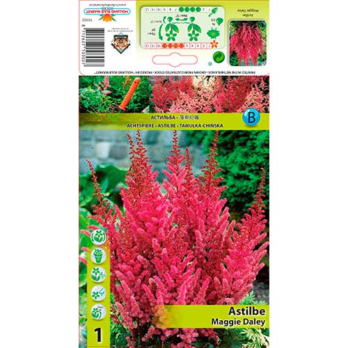 Astilbe Maggie DaleyAstilbe interface.art foto 1 Astilbe Maggie DaleyAstilbe interface.image 1 interface.art 76179