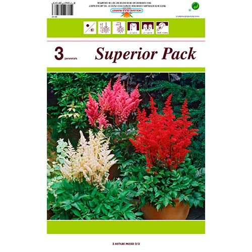 Astilbe Mixed interface.art foto 1 Astilbe Mixed interface.image 1 interface.art 76375