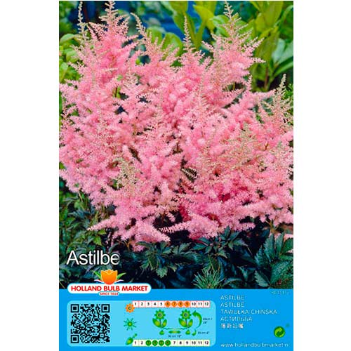 Astilbe Pink interface.art foto 1 Astilbe Pink interface.image 1 interface.art 76376