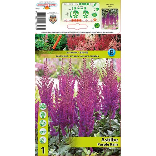 Astilbe Purple Rain interface.art foto 1 Astilbe Purple Rain interface.image 1 interface.art 77830