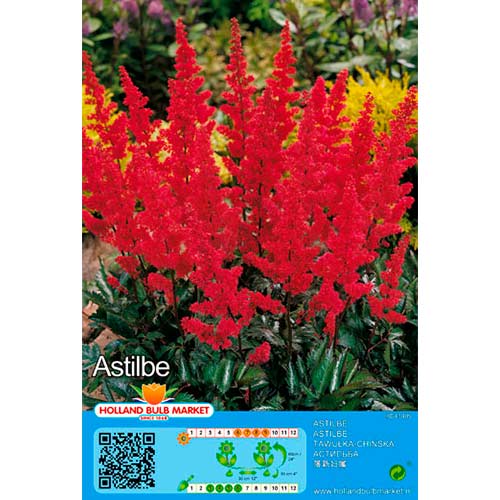 Astilbe Red interface.art foto 1 Astilbe Red interface.image 1 interface.art 76378