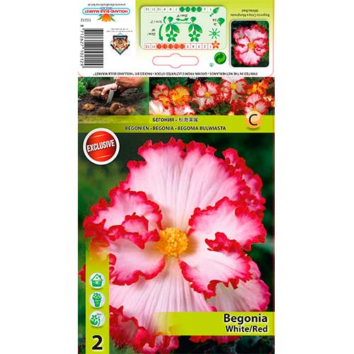 Begoonia Crispa/Marg White/Red interface.art foto 1 Begoonia Crispa/Marg White/Red interface.image 1 interface.art 76183