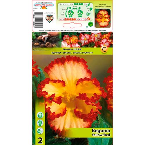 Begoonia Crispa/Marg Yellow/Red interface.art foto 1 Begoonia Crispa/Marg Yellow/Red interface.image 1 interface.art 76184