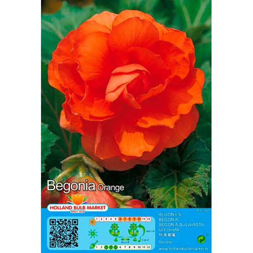 Begoonia Double Orange interface.art foto 1 Begoonia Double Orange interface.image 1 interface.art 76381