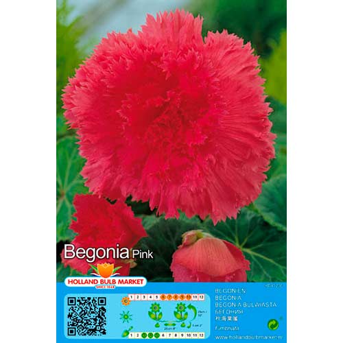 Begoonia Double Pink interface.art foto 1 Begoonia Double Pink interface.image 1 interface.art 76382