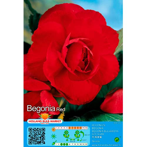 Begoonia Double Red interface.art foto 1 Begoonia Double Red interface.image 1 interface.art 70461