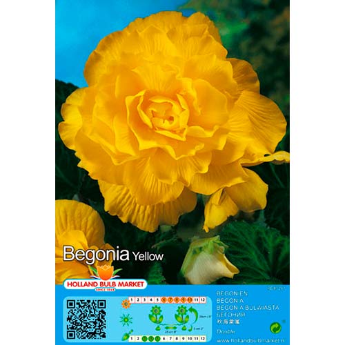 Begoonia Double Yellow interface.image 1 interface.art 76385