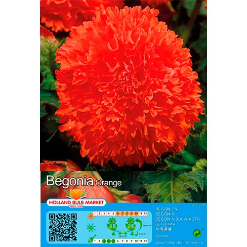Begoonia Fimbriata Orange interface.art foto 1 Begoonia Fimbriata Orange interface.image 1 interface.art 76387