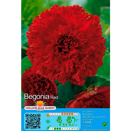 Begoonia Fimbriata Red interface.art foto 1 Begoonia Fimbriata Red interface.image 1 interface.art 76389