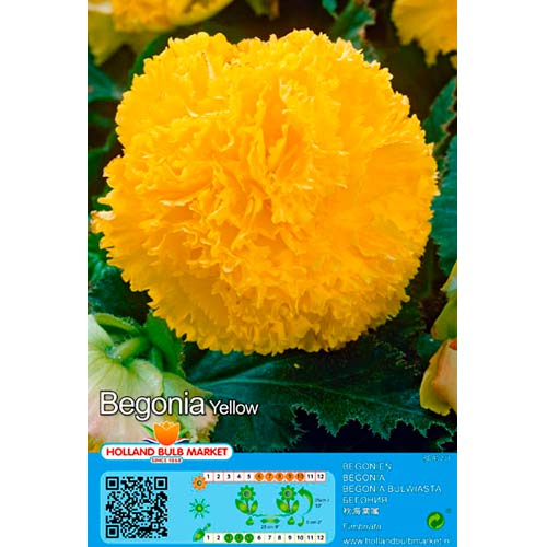 Begoonia Fimbriata Yellow interface.art foto 1 Begoonia Fimbriata Yellow interface.image 1 interface.art 76391