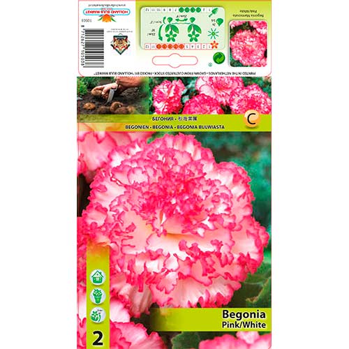 Begoonia Marmorata Pink/White interface.art foto 1 Begoonia Marmorata Pink/White interface.image 1 interface.art 70352