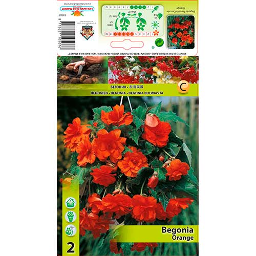 Begoonia Pendula Orange interface.art foto 1 Begoonia Pendula Orange interface.image 1 interface.art 76189