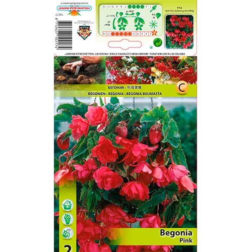 Begoonia Pendula Pink interface.art foto 1 Begoonia Pendula Pink interface.image 1 interface.art 76190