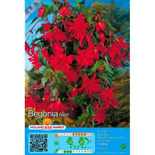 Begoonia Pendula Red interface.image 1 interface.art 76392