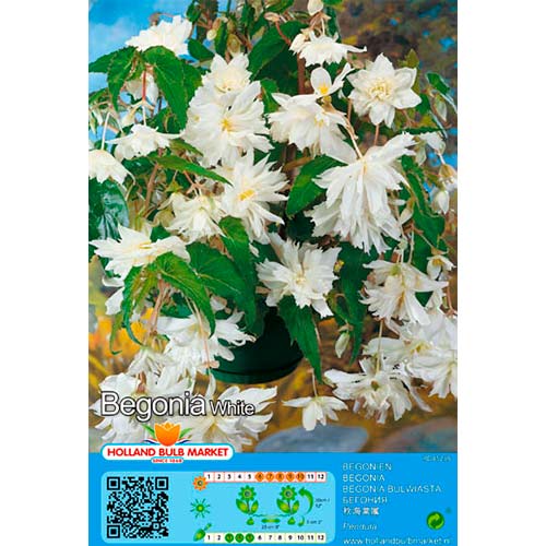 Begoonia Pendula White interface.art foto 1 Begoonia Pendula White interface.image 1 interface.art 76393
