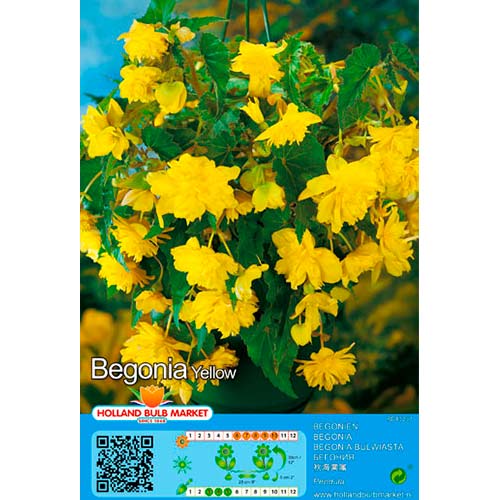 Begoonia Pendula Yellow interface.art foto 1 Begoonia Pendula Yellow interface.image 1 interface.art 76394