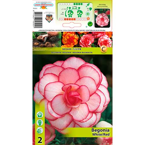 Begoonia Picotee White/Red interface.art foto 1 Begoonia Picotee White/Red interface.image 1 interface.art 70356