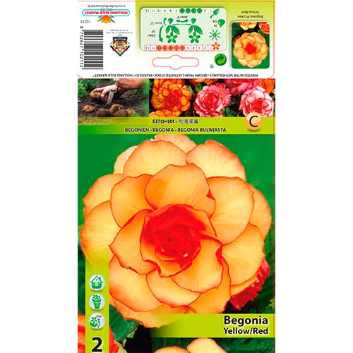 Begoonia Picotee Yellow/Red interface.art foto 1 Begoonia Picotee Yellow/Red interface.image 1 interface.art 70357