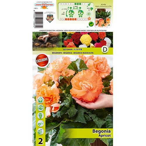 Begoonia Ruffled Apricot interface.art foto 1 Begoonia Ruffled Apricot interface.image 1 interface.art 70358