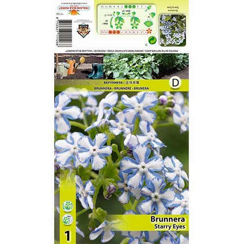 Brunnera Starry Eyes interface.art foto 1 Brunnera Starry Eyes interface.image 1 interface.art 70361