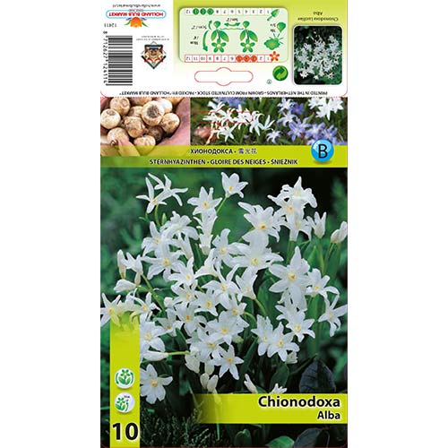 Chionodoxa Alba interface.art foto 1 Chionodoxa Alba interface.image 1 interface.art 67319