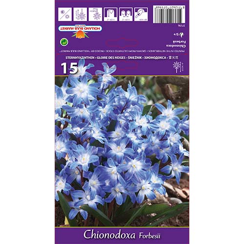Chionodoxa Forbesii interface.art foto 1 Chionodoxa Forbesii interface.image 1 interface.art 67890