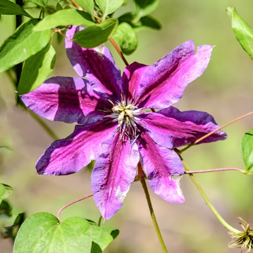 Clematis Akaishi, С2 interface.image 1 interface.art 5463