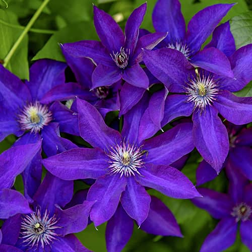 Clematis Lavender Beauty, С2 interface.image 1 interface.art 5483