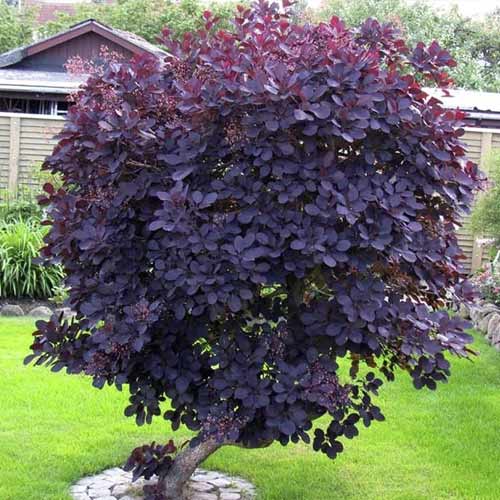Cotinus Royal Purple, С3 interface.art foto 1 Cotinus Royal Purple, С3 interface.image 1 interface.art 7717