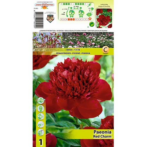 Pojeng Red Charm interface.art foto 1 Pojeng Red Charm interface.image 1 interface.art 70444