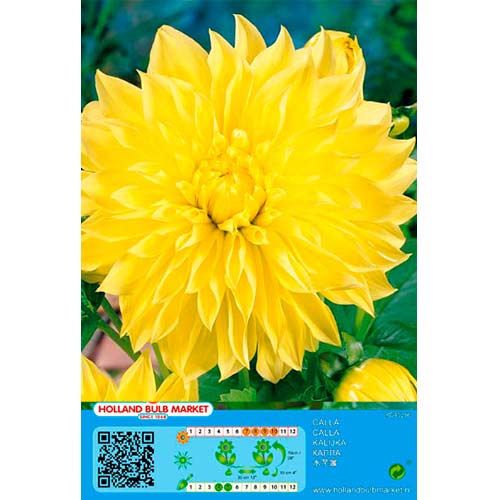 Daalia American Sun interface.art foto 1 Daalia American Sun interface.image 1 interface.art 76406