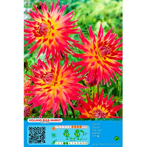Daalia Bora Bora interface.art foto 1 Daalia Bora Bora interface.image 1 interface.art 76411