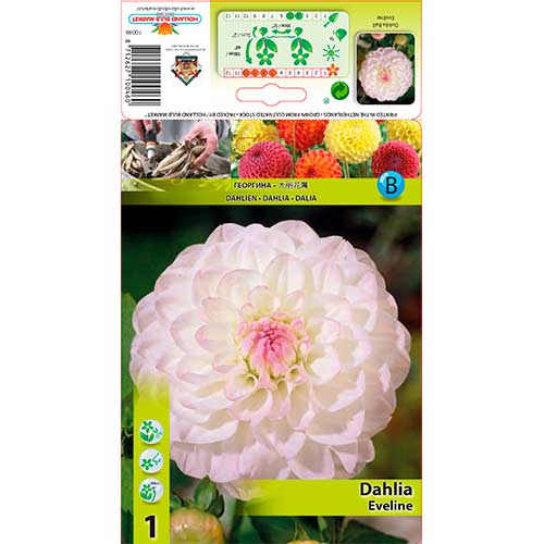 Daalia Eveline interface.art foto 1 Daalia Eveline interface.image 1 interface.art 76583