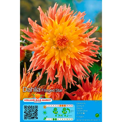 Daalia Fringed Star interface.art foto 1 Daalia Fringed Star interface.image 1 interface.art 76417