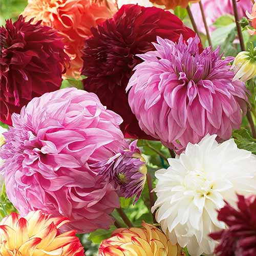 Daalia Gigant, värviline segu interface.image 1 interface.art 76512