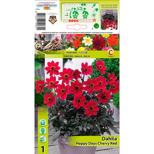 Daalia Happy Days Cherry Red interface.art foto 1 Daalia Happy Days Cherry Red interface.image 1 interface.art 76210