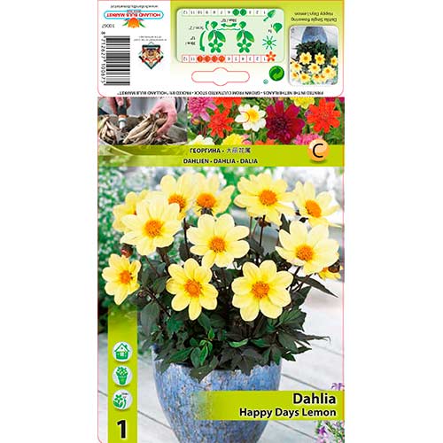 Daalia Happy Days Lemon interface.art foto 1 Daalia Happy Days Lemon interface.image 1 interface.art 76211