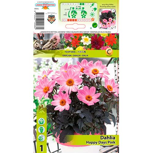 Daalia Happy Days Pink interface.image 1 interface.art 76212