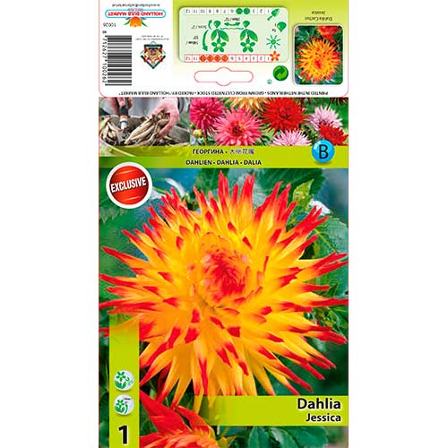 Daalia Jessica interface.art foto 1 Daalia Jessica interface.image 1 interface.art 76565