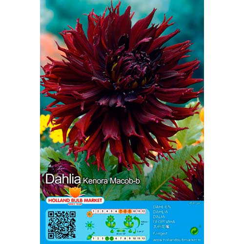 Daalia Kenora Macop B interface.art foto 1 Daalia Kenora Macop B interface.image 1 interface.art 76420