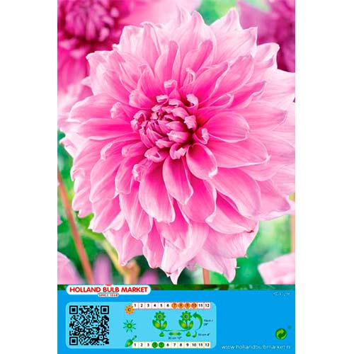 Daalia Lavender Perfection interface.art foto 1 Daalia Lavender Perfection interface.image 1 interface.art 76421