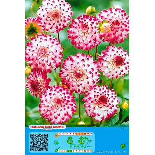 Daalia Little Robert interface.art foto 1 Daalia Little Robert interface.image 1 interface.art 76422