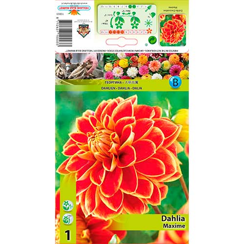 Daalia Maxime interface.art foto 1 Daalia Maxime interface.image 1 interface.art 76423