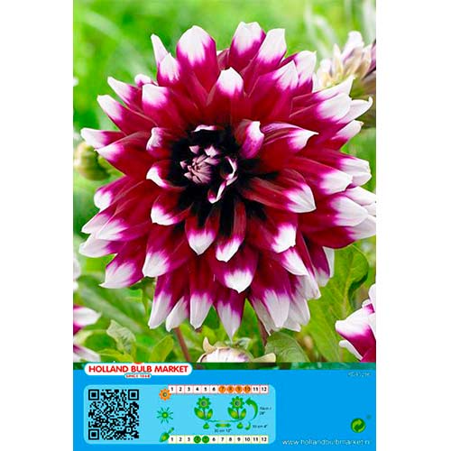 Daalia Mistery Day interface.art foto 1 Daalia Mistery Day interface.image 1 interface.art 76425