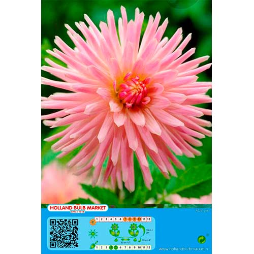 Daalia Park Princess interface.art foto 1 Daalia Park Princess interface.image 1 interface.art 76426