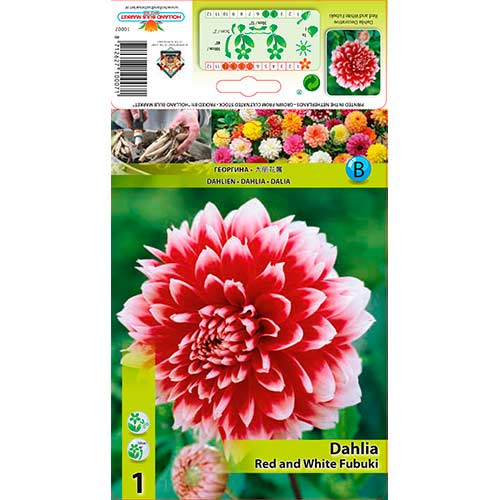 Daalia Red and White Fubuki interface.art foto 1 Daalia Red and White Fubuki interface.image 1 interface.art 76220
