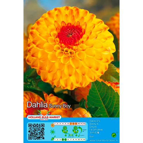 Daalia Sunny Boy interface.art foto 1 Daalia Sunny Boy interface.image 1 interface.art 76429